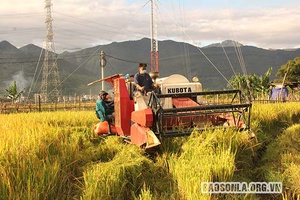 Vụ mùa trên cánh đồng Mường Tấc