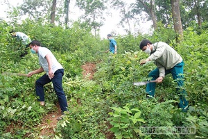 Giữ rừng ở Hua Păng