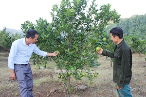 Chiềng Sại tìm hướng thoát nghèo