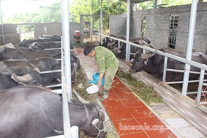 Mô hình tuần hoàn khép kín chăn nuôi gia súc - giun quế - cây trồng