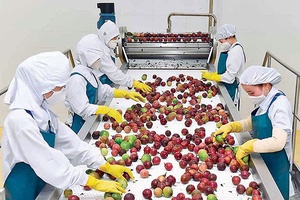 Doanh nghiệp nông nghiệp thu hút lao động trở lại làm việc