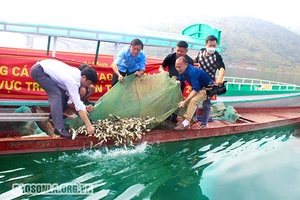 Thả cá giống bổ sung tái tạo nguồn lợi thủy sản lòng hồ thủy điện Sơn La