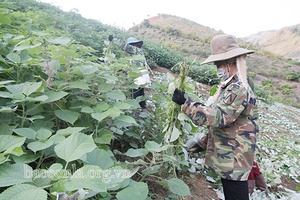 Cây gai xanh trên đất Sông Mã