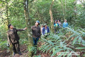 Bảo vệ màu xanh cho những cánh rừng