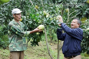 Phù Yên, mùa quả ngọt