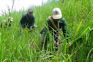 Na Ban chuyển đổi cây trồng, vật nuôi 