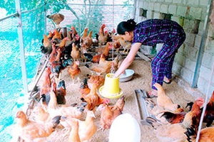 Nông dân dạy nông dân cách làm kinh tế 