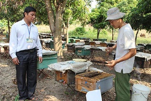 Xuân sớm Chiềng San