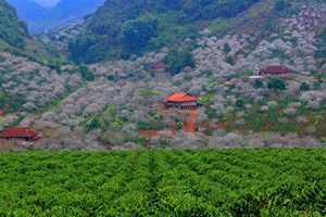 Sức xuân Chiềng Cọ