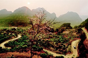 Tây Bắc mùa hoa ban