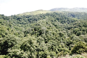 Rừng Ông Giáp
