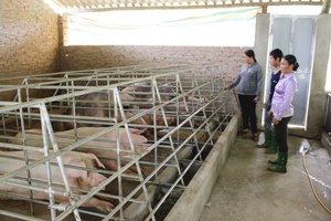 Mai Sơn ổn định đời sống nhân dân vùng tái định cư