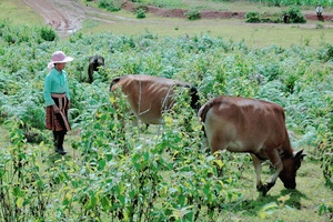 Bản Giàng đổi mới
