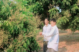 Sông Mã mở rộng diện tích nhãn ghép