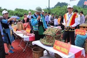 Ngày hội hái quả huyện Mộc Châu lần thứ III