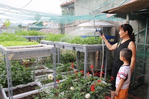 Khi dân Thành phố tự trồng rau sạch