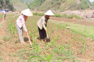 Thuận Châu: Tập trung gieo trồng cây trên nương