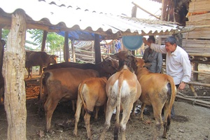 Cách làm giàu của ông Hảy