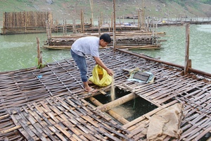 Nuôi cá lồng ở Pơ Nang