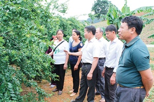 Mô hình liên kết sản xuất ở HTX hoa quả Quyết Tâm