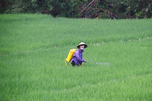 Toàn tỉnh: Diệt trừ sâu bệnh cho trên 920 ha cây trồng