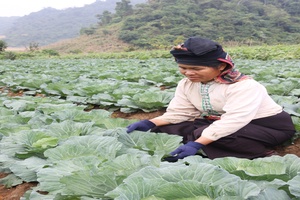 Giải pháp đảm bảo nguồn rau an toàn bền vững