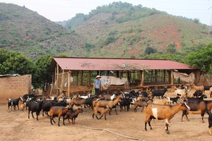 Phát triển nuôi dê hàng hóa ở Ta Liết.