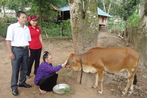 Hội Chữ thập đỏ tỉnh: Dự án Ngân hàng bò đã có 732 con