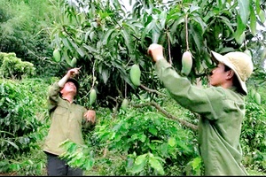 Khai thác hiệu quả diện tích đất nông nghiệp bạc mầu