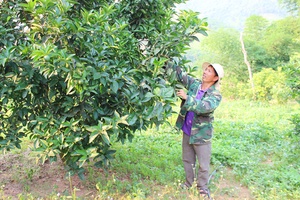 Chiềng Xuân phát triển kinh tế hộ gia đình