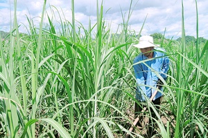 Phát triển vùng nguyên liệu mía ở xã Cò Nòi