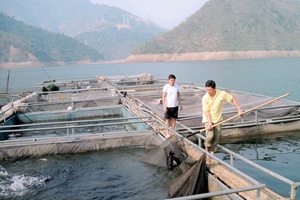 Nghề nuôi cá trên lòng hồ ở Mường La