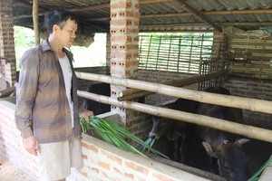 Thuận Châu đẩy mạnh chăn nuôi đại gia súc