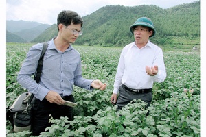 Xây dựng chuỗi sản xuất gắn với  tiêu thụ rau an toàn