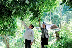 Về bản Tốm