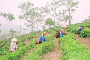Xây dựng, phát triển quỹ hỗ trợ nông dân