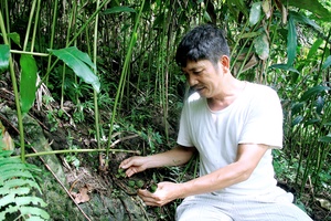 Lợi ích kép từ trồng cây sa nhân   