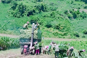 Mộc Châu - Mùa ủ ướp