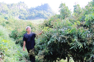 Hiệu quả chuyển đổi cây trồng trên đất dốc ở Chiềng Hắc