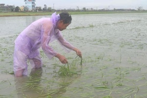 Trên 196.000 diện tích lúa bị ngập úng do bão số 1