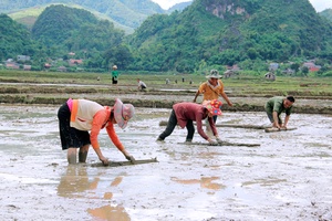 Tông Lạnh khẩn trương vào vụ mùa