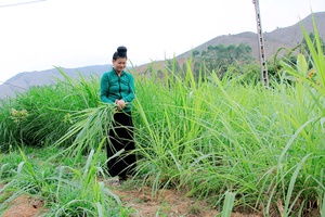 Mường Hung trồng cỏ, nuôi trâu, bò nhốt chuồng