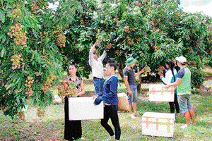 Sông Mã sôi động mùa thu hoạch nhãn