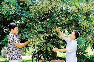 Những tỷ phú trên đất Chiềng Khương