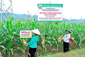 Hiệu quả mô hình trồng ngô trên đất ruộng 1 vụ