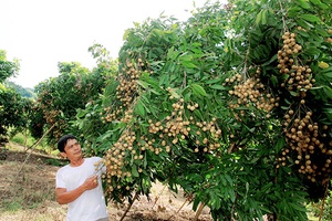 “Biến” đồi đất dốc thành đồi quả ngọt