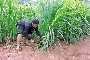 Chi bộ bản Nà Lạn lãnh đạo xây dựng bản TĐC phát triển