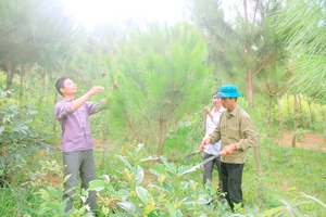 Hiệu quả trồng rừng ở Púng Bánh