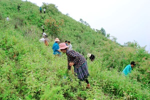 Động lực góp phần bảo vệ, phát triển rừng