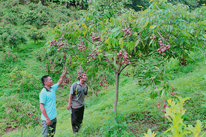 Chiềng Hặc phát triển cây ăn quả
